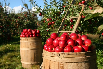 ErntedankTour – Alles Apfel