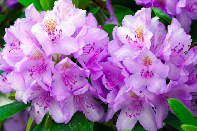 Rhododendron Blüte im Wörlitzer Gartenreich